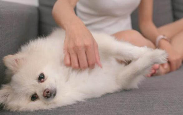 小狗后腿突然瘸了是什么原因