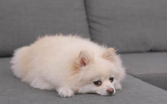 狗狗能不能吃李子