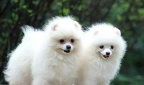 博美犬冠狀病毒需要禁食嗎