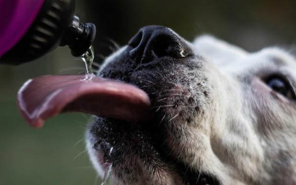 中國禁養犬種有哪些?