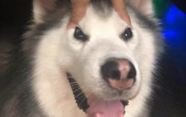 狗狗可以吃蜂蜜嗎