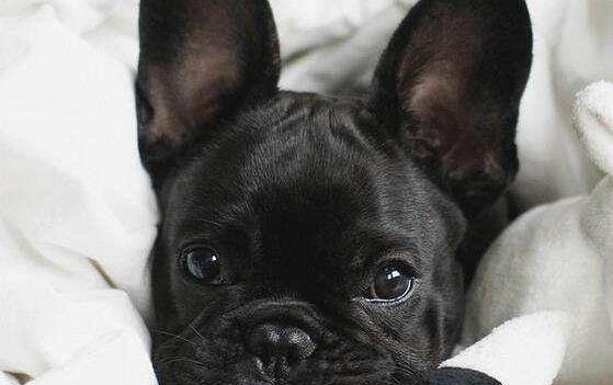 怎樣才能讓比格犬聽話