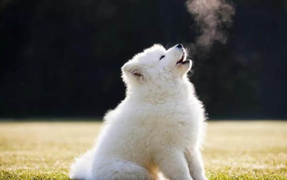 為什么最近狗狗得病特多
