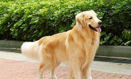 怎么樣訓(xùn)練金毛犬在籠子里不叫?