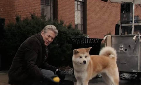 秋田犬和柴犬哪個好?