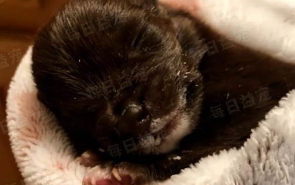貓貓到處亂尿怎么回事