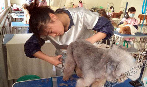工作犬有哪些職業(yè)