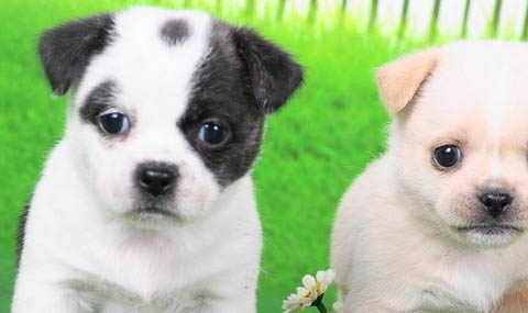 幼犬能吃西瓜嗎?