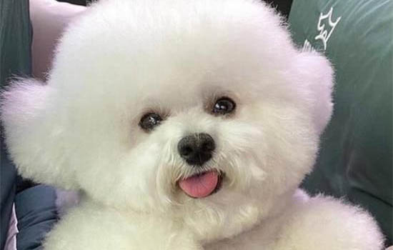 狗狗為什么好咬尾巴呢