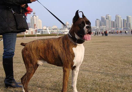 拳師犬老掉毛的原因及處理方法