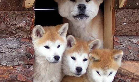 兩個月日本秋田犬可以洗澡嗎