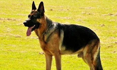 西德犬和東德犬有什么區別