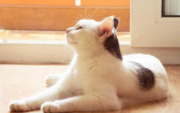 貓咪內眼角脫毛是怎么回事呢