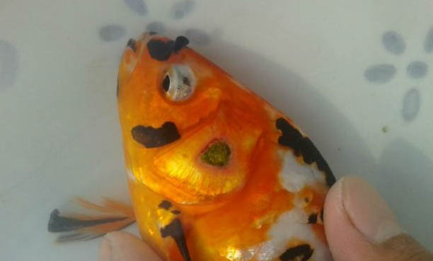 孔雀魚缸里放鹽后果