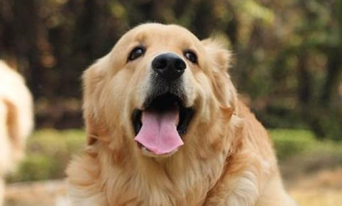 導盲犬可以上公交車嗎