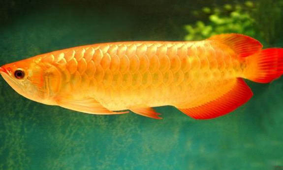養(yǎng)魚養(yǎng)幾條好？