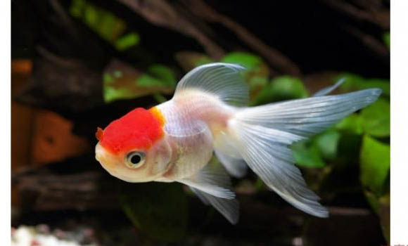 水溫30度能養金魚嗎