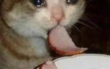 貓咪不能吃的水果有哪些