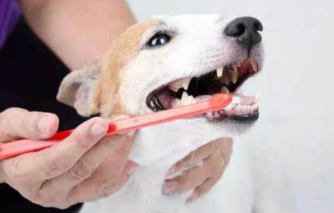 為什么狗狗老是流眼屎?