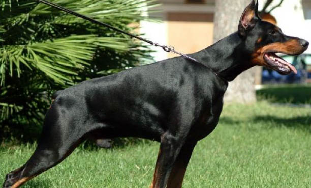 拳師犬與杜賓哪個好