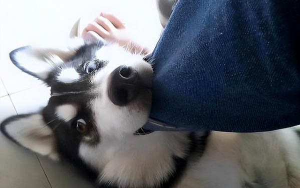 小狗拉吐不吃飯怎么辦