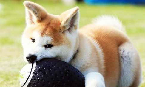 柴犬什么狗糧比較好