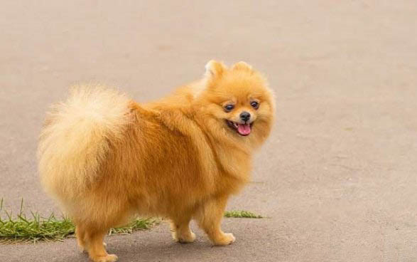 純種博美犬大概多少錢一只