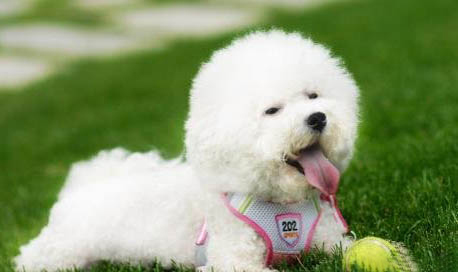 小比熊犬市場價格多少錢一只 圖片