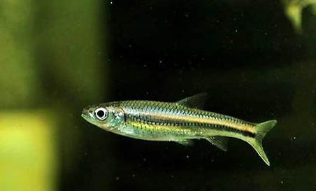 小精靈魚可以活多久啊