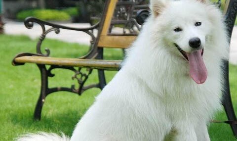 薩摩耶犬的常見疾病有哪些？