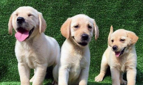 拉布拉多犬有幾種顏色的