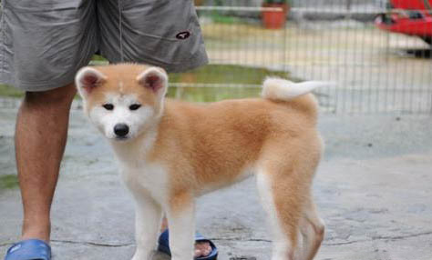 秋田犬和柴犬哪個(gè)好