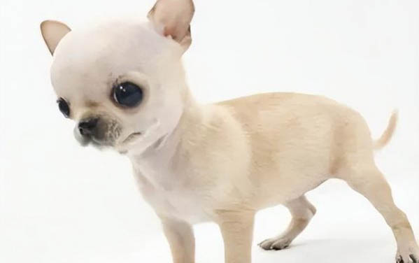 什么狗適合單身男人養