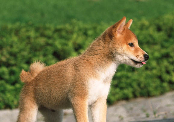 柴犬幼犬能長多大
