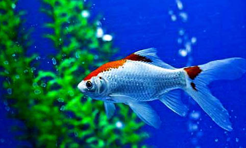斗魚和什么魚可以混養?