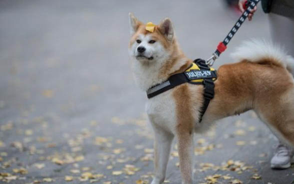 狗狗吃哪種益生菌好