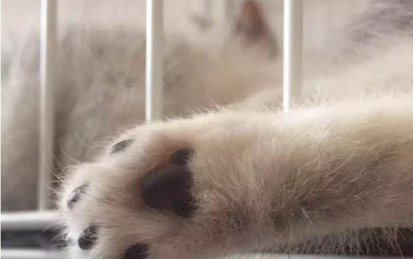 小貓突然不吃東西沒精神