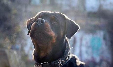 羅威納犬比特的打斗哪個厲害