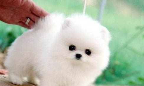 博美犬一頓吃多少狗糧