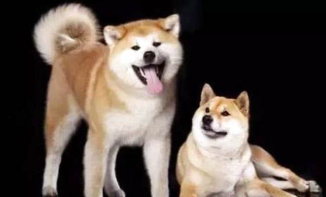 犬類品種大全大型犬