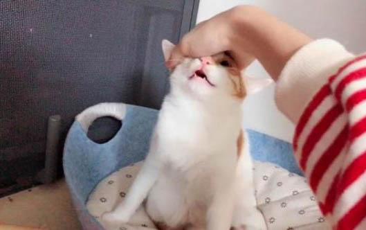 小貓肚子很圓還一直吃