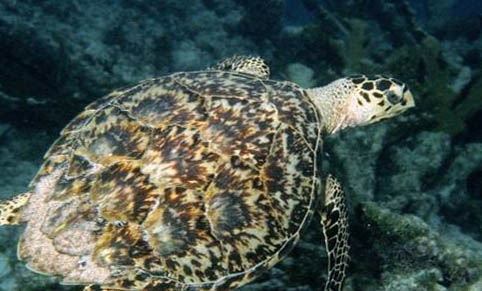 寵物龜夏季應重點預防哪些疾病