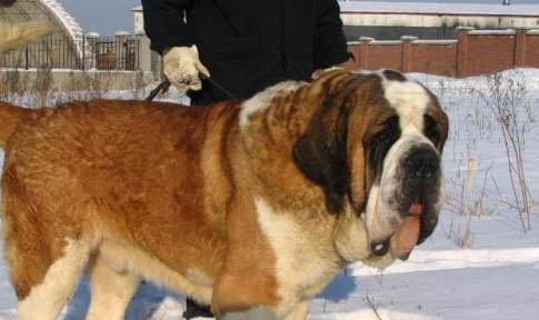 純種圣伯納犬的特點