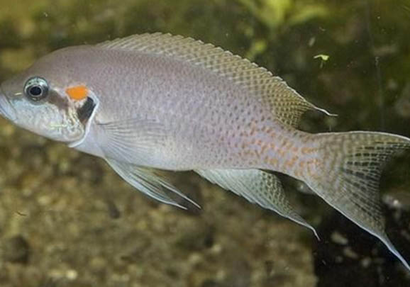 銀龍魚成年能長多大