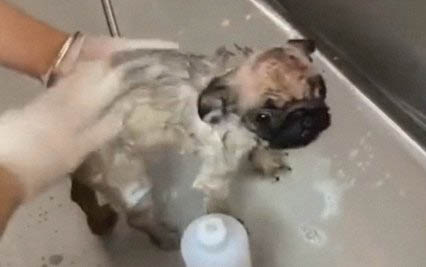 狗狗犬瘟熱癥狀