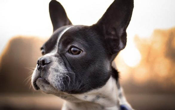 法牛犬好養(yǎng)嗎？