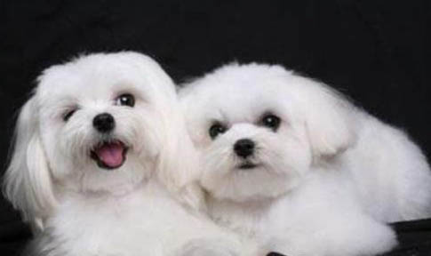 馬爾濟斯犬和比熊的區別