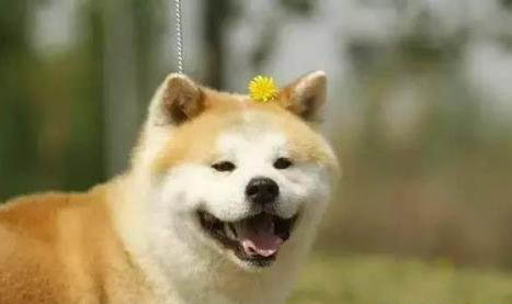 狗狗有犬瘟熱的前兆要注意什么