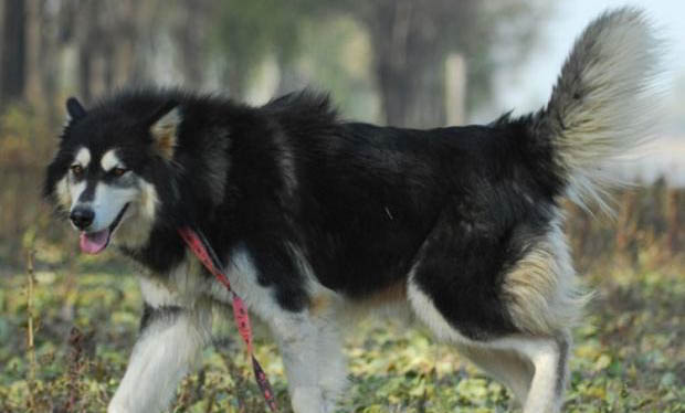 阿拉斯加幾個月算成犬