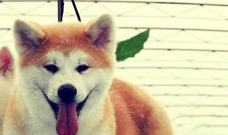 狗狗可不可以吃薯片